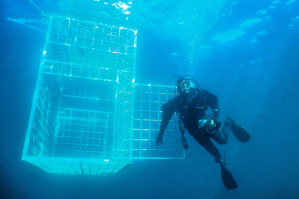 First shark observation cage dives [Canada]