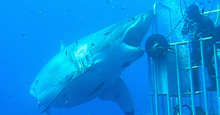 Largest white shark filmed underwater