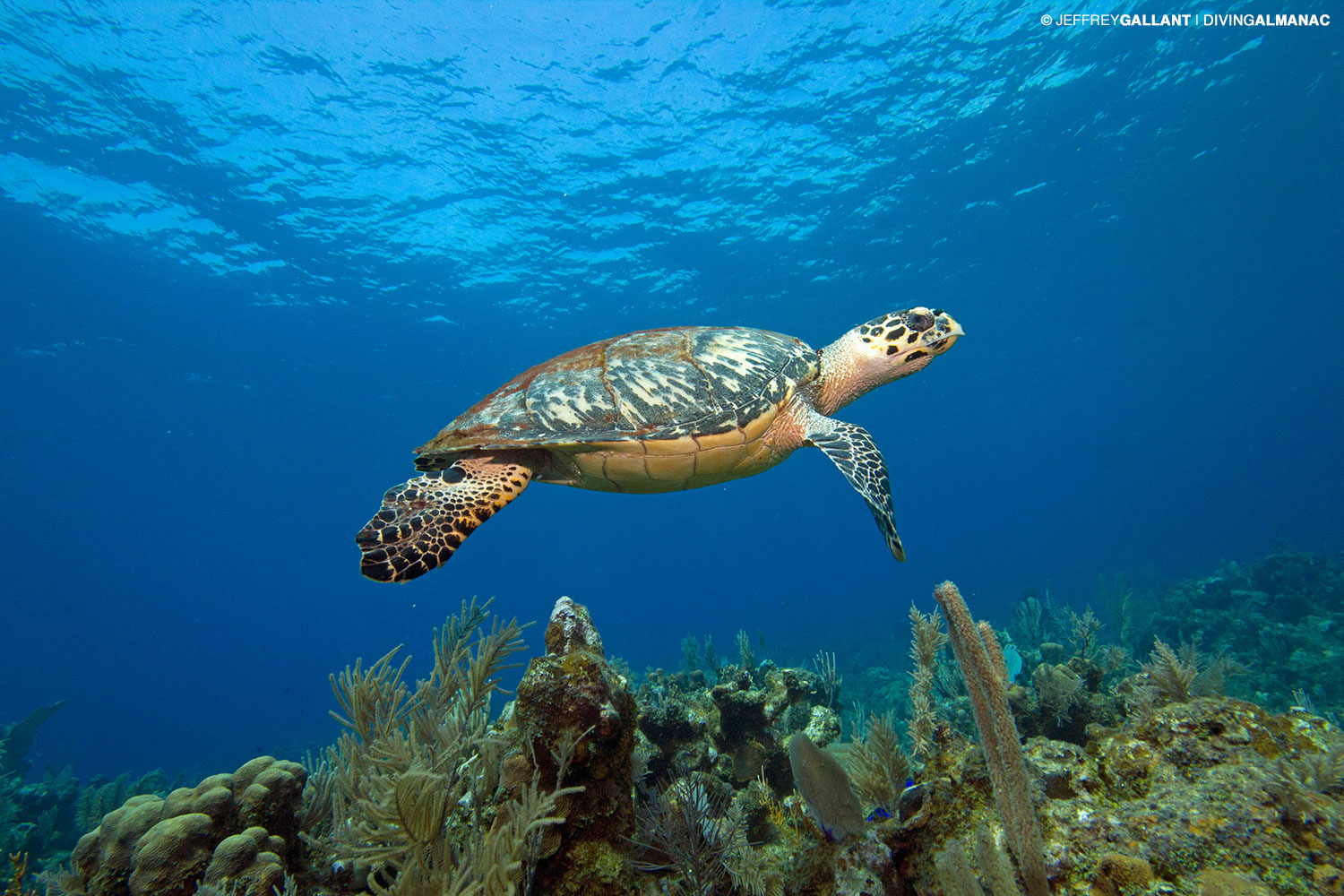 First biofluorescent reptile