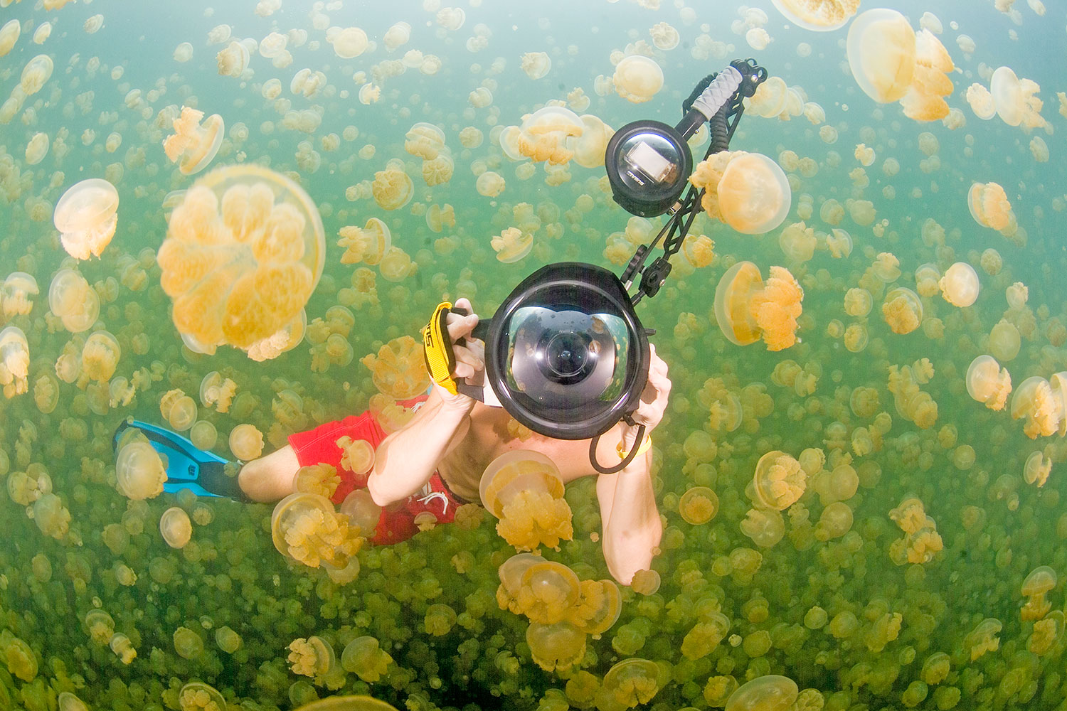 Most jellyfish [Lake]