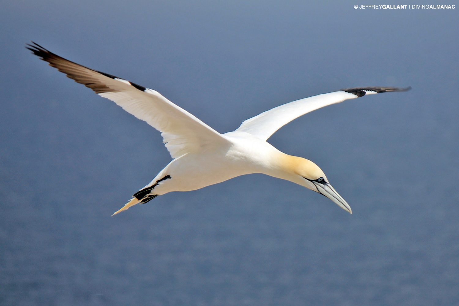Highest plunge dive by bird