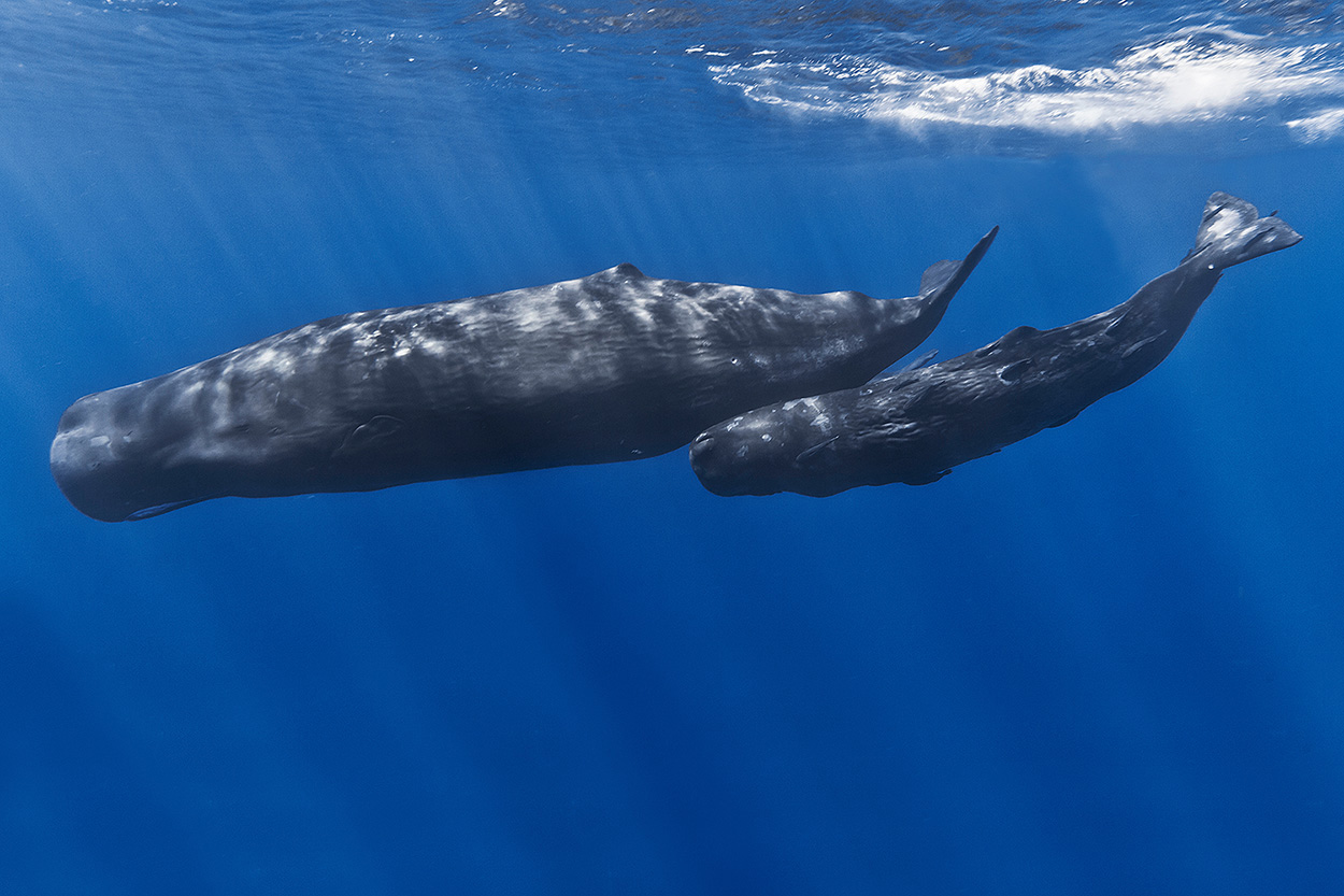 Loudest animal in the ocean